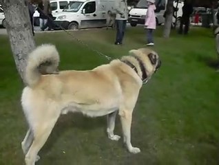kangal-çoban-köpeği strong