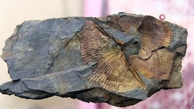 Şırnak dağlarında midye fosili bulundu