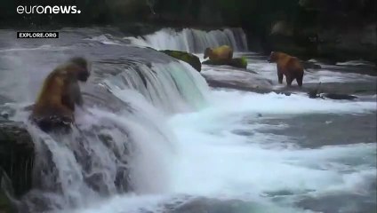 شاهد دببة تتهافت على اصطياد السمك بولاية ألاسكا الأمريكية…