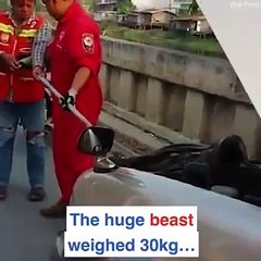 سائق يعثر على ثعبان وزنه 30 كيلو جرام داخل محرك سيارته