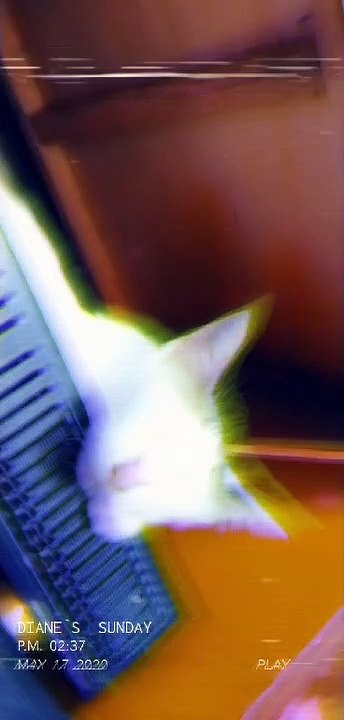 CUTE CAT AND THE BEAT