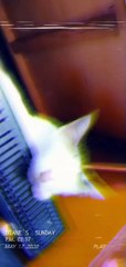 CUTE CAT AND THE BEAT