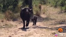 Buffalo Calf Escapes Leopard Only To Run Into a Lion | Kruger Nationla Park | Soth africa