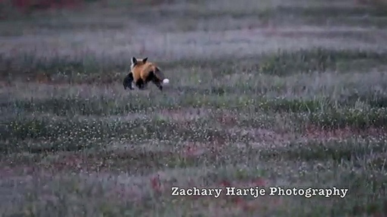 Fox Kit and Eagle