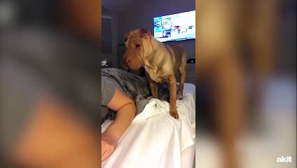 Yanında yatmak için sahibini uyandıran köpek kamerada