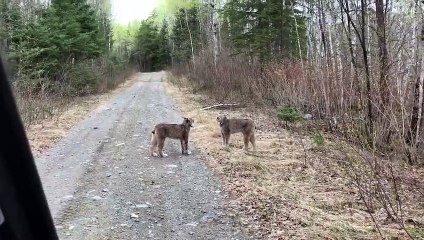 Two Lynx in Ontario Have Intense Conversation