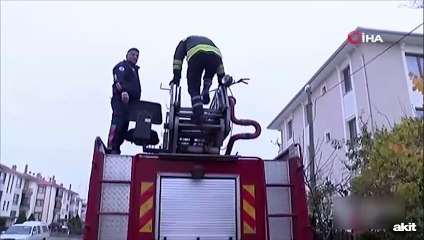 Kargadan kaçan kedi direkte mahsur kaldı! İşte o anlar...