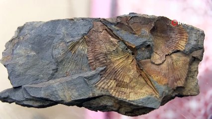 Şırnak Dağlarında Midye Fosili Bulundu İha