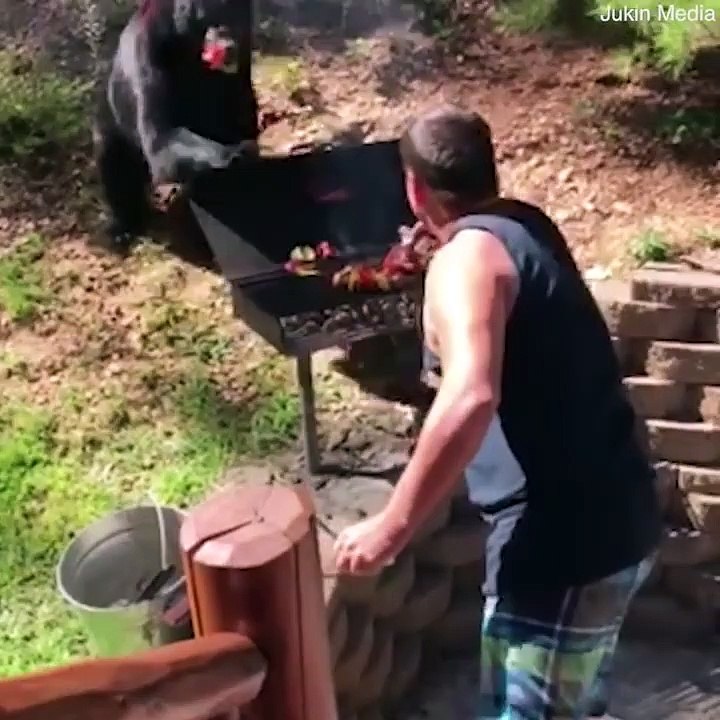 دب يقتحم حفل شواء عائلي