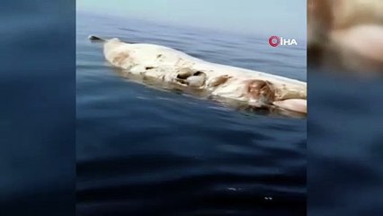 İskenderun körfezinde ölü balinaya rastlandı