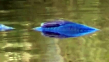 سمكة غامضة تحير سكان ولاية نورث