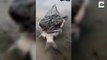 Monster Fish Chokes While Trying To Eat Whole Fish