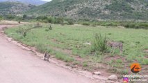 Serval vs Cheetahs | Kruger National Park | South Africa | Safari Wild Life