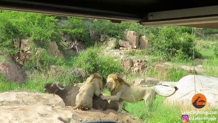 3 Lions Kill Buffalo With Broken Leg | Lion amazing Hunt | Lion Attack |Live Footage