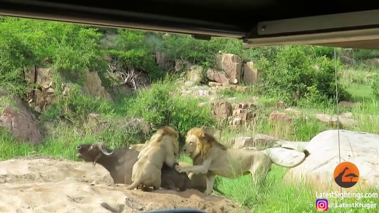 3 Lions Kill Buffalo With Broken Leg | Lion amazing Hunt | Lion Attack |Live Footage