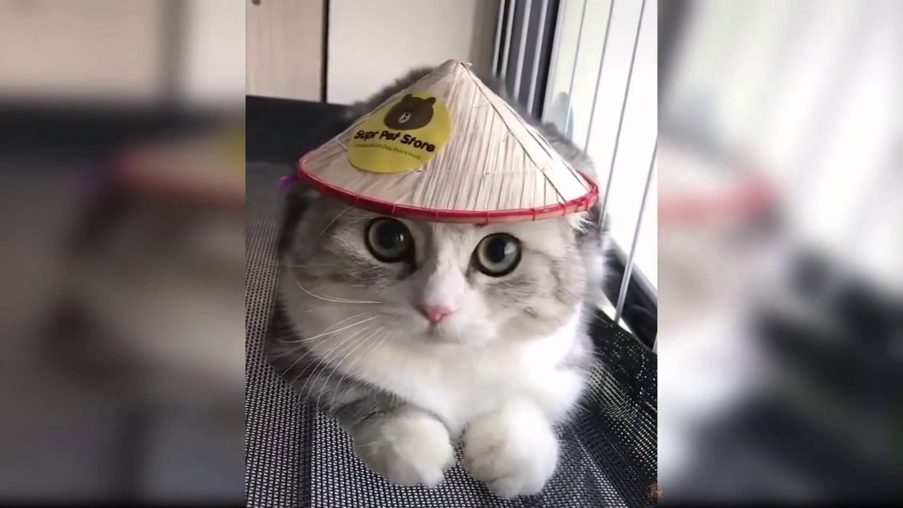 Cats Video Compilation, Cute and funny little cat