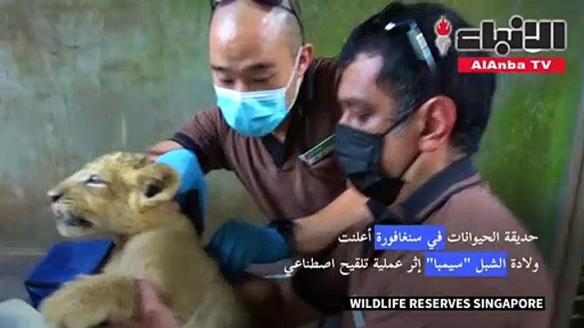 ولادة نادرة لشبل إثر تلقيح اصطناعي في حديقة حيوانات سنغافورة