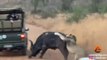 Buffalo Smashes Car to Try Chase Lions Away | Lions Attack on Buffalo | Soth Africa | Live Footage