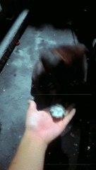 cute dog
