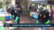 Budidaya Lebah Madu Menuai Untung di Masa Pandemi