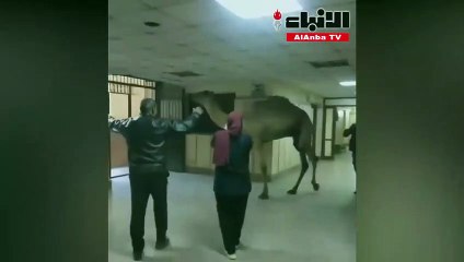 جمل يقتحم مستشفى أوسيم في الجيزة ويثير سخرية رواد مواقع التواصل الاجتماعي