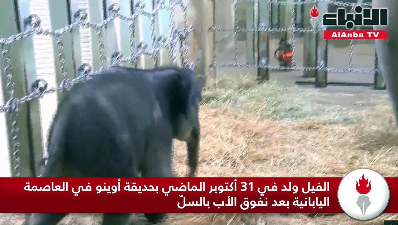 زوار أقدم حديقة حيوان في طوكيو يشاهدون أول فيل يولد فيها منذ 138 عاما