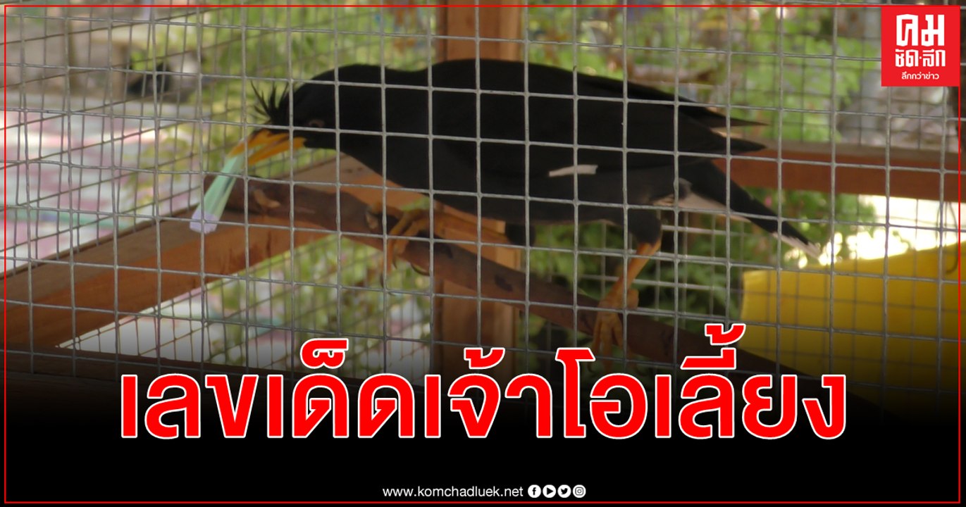 (คลิป) เลขเด็ด เจ้าโอเลี้ยง นกเอี้ยงดำชอบใบ้หวย...