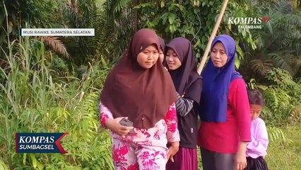 Muncul Ke Permukaan Sungai Buaya Senyulong Jadi Tontonan Warga