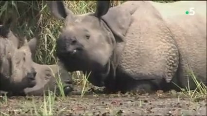Le retour des rhinocéros indiens
