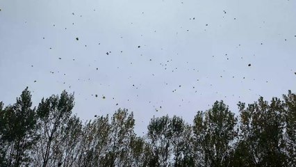 Comme un petit air d'automne...