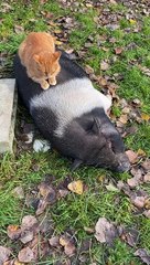 Copains comme cochons.