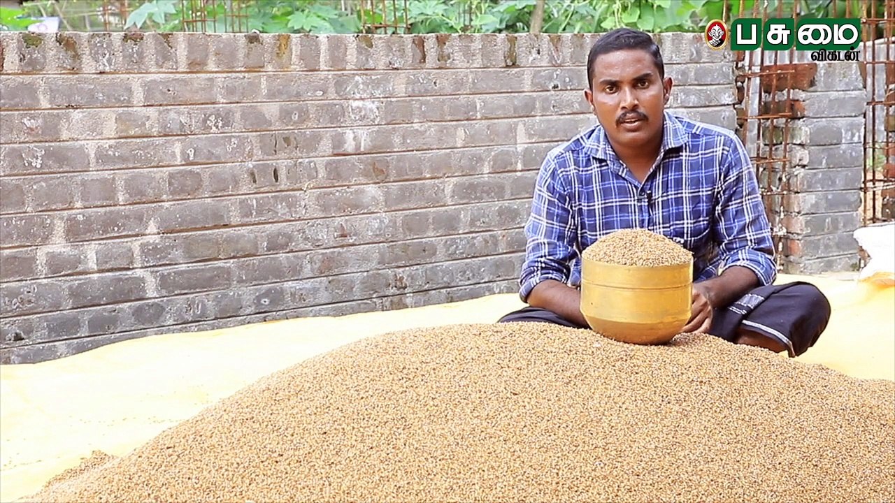 புயலிலும் சாயாத ரத்தசாலி நெல் - பலம்காட்டும் பாரம்பர்ய ரகம்!