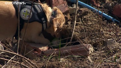 Одна из лучших в мире команд кинологов-спасателей оказалась в сложной ситуации