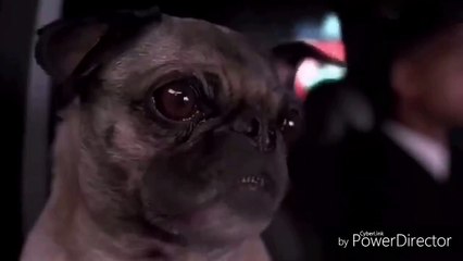 इस देख हंसी नही रोक पाएंगे