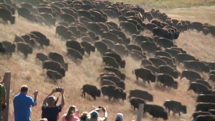 Custer State Park (South Dakota, US) Buffalos Roundup. Diff Camera angles