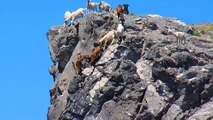 Herd of Colorado goats up on a rocky cliff