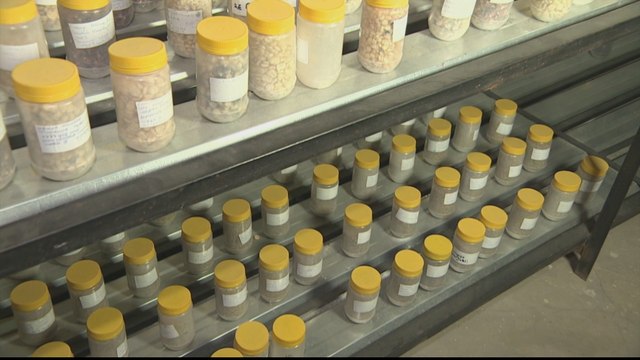 Zimbabwe farming: Seed banks set up to prepare for drought