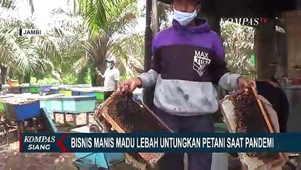 Manisnya Keuntungan Budidaya Madu Liar, Panen 20 Ton Tiap Bulan!