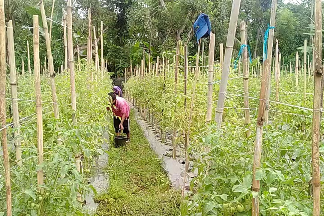 Kelompok Tani Panen Tomat
