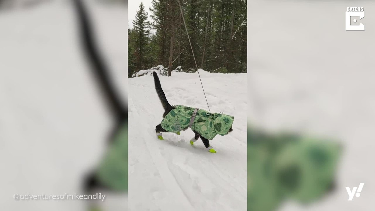 Katze liebt Eis und Schnee