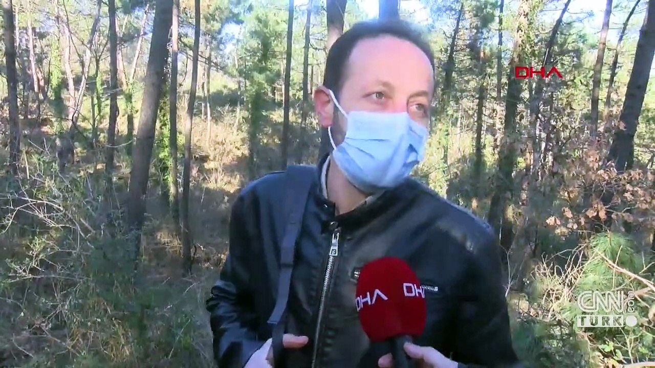 Domuz sürüsü mesire alanına indi