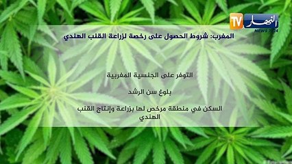 نظام المخزن يسعى لتقنين تجارة المخدرات للتغطية على جرائمه