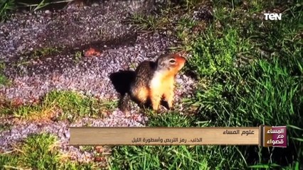 المساء مع قصواء | الذئب.. رمز التربص وأسطورة الليل