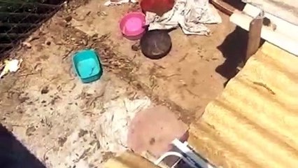 Sete cachorros em situação de maus-tratos são resgatados