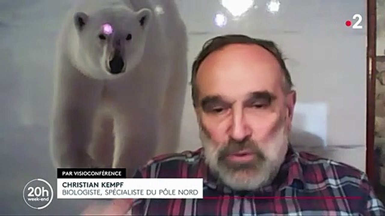 Environnement : l’ours polaire menacé par la fonte de la banquise