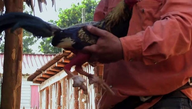 Defensores de animales en Cuba celebran nueva ley de protección