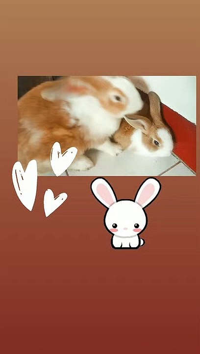 Cutie Rabbit