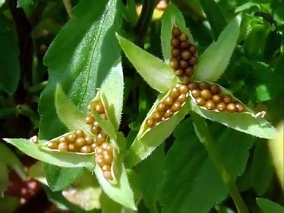 Necip Fazıl Kısakürek 'Utansın'