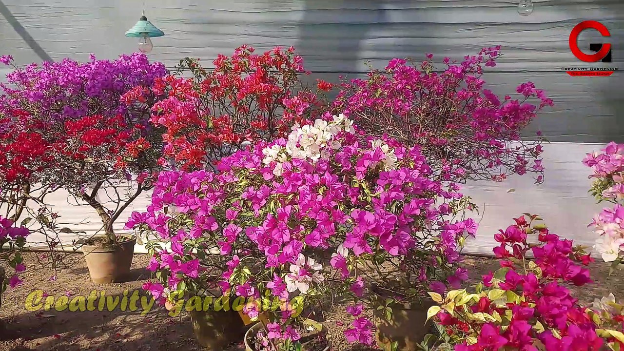 Kalyani Flower Exhibition 2021 | Winter Flower Exhibition