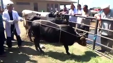 İşte kurbanlık hayvanı yatırmanın teknik noktası...